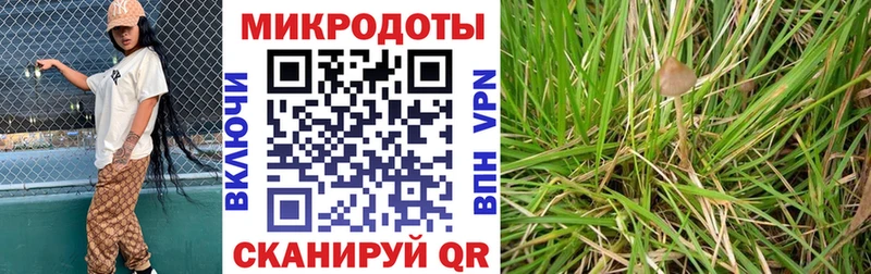 Галлюциногенные грибы Psilocybe  Купить закладки  Новоалтайск 